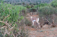 Samburu National Park