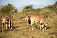 Samburu National Park