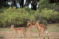 Samburu National Park