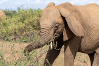 Samburu National Park