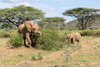 Samburu National Park