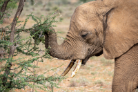 Samburu National Park