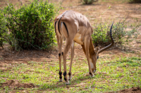 Samburu National Park