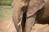 Samburu National Park