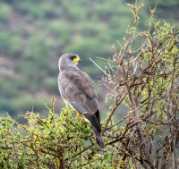 Samburu National Park
