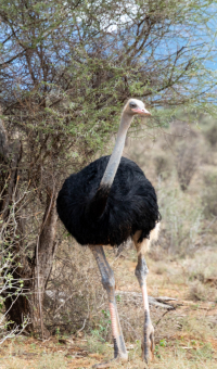Samburu National Park
