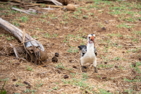 Samburu National Park