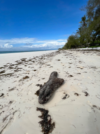 Diani Beach