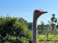 Kisumu Impala Sanctuary