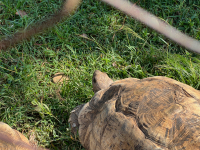 Kisumu Impala Sanctuary