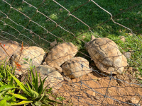 Kisumu Impala Sanctuary