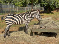 Kisumu Impala Sanctuary