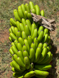 Nyang'oma Kogelo
