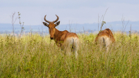 Nairobi
