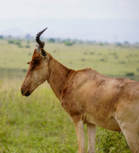 Nairobi