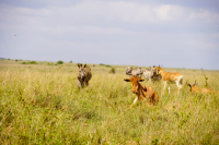 Nairobi