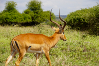 Nairobi