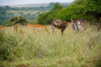 Nairobi