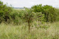 Nairobi