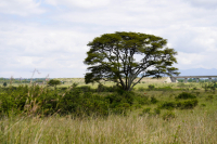 Nairobi