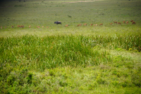 Nairobi