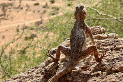 Samburu National Park