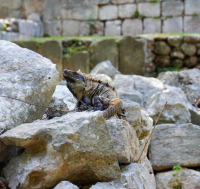 Uxmal