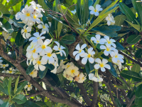 Maui