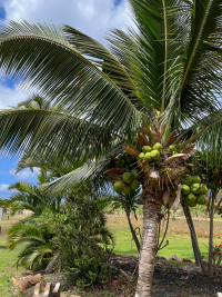 Maui