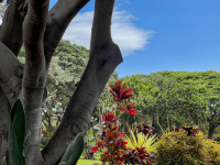 Maui