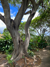 Maui
