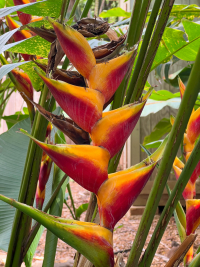 Maui