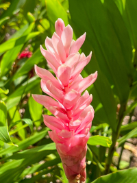 Maui