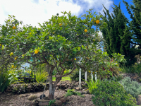 Maui