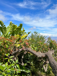 Maui