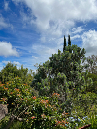 Maui