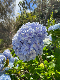 Maui
