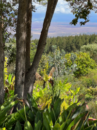 Maui