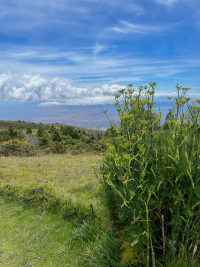 Maui