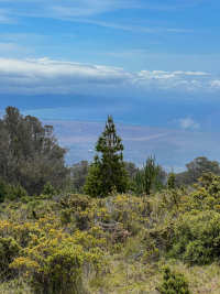 Maui