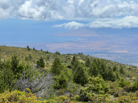 Maui