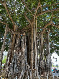Oahu
