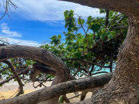 Oahu