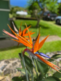 Big Island