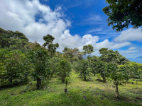 Big Island
