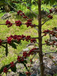 Big Island
