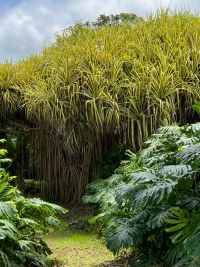 Big Island