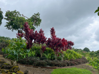 Big Island