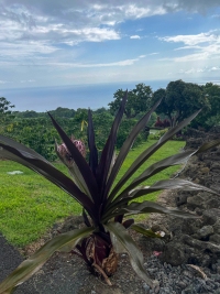 Big Island