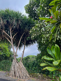 Big Island